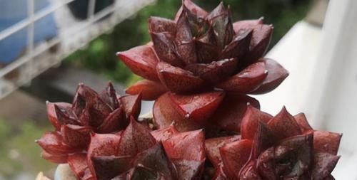 卵型|好养又不易徒长的一款多肉,很多人叫它大和锦,实际上它是酒神