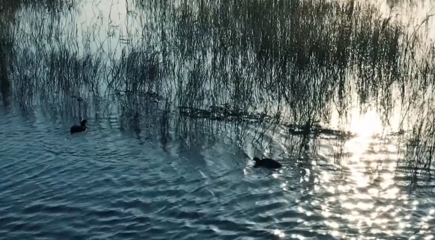 鸟类|【“浙”里景如画】杭州湾湿地公园千亩芦花 成群候鸟；网红银杏绝佳观赏期来了