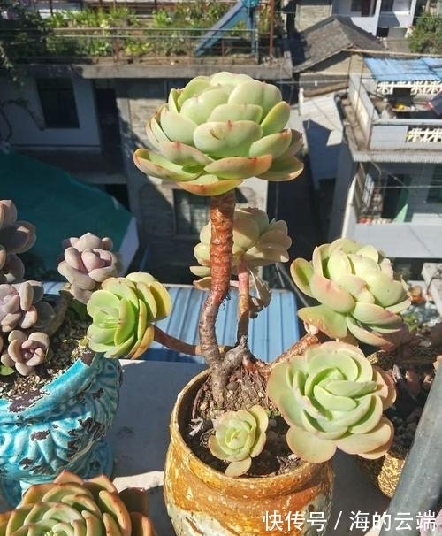 养多肉碧桃,做好几件事,遇水疯长,清丽动人,养成群生小老桩!