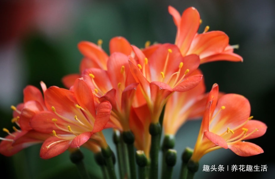 松针土|君子兰喝了这种4毛钱不到的“液体”,枝繁叶茂花开爆盆