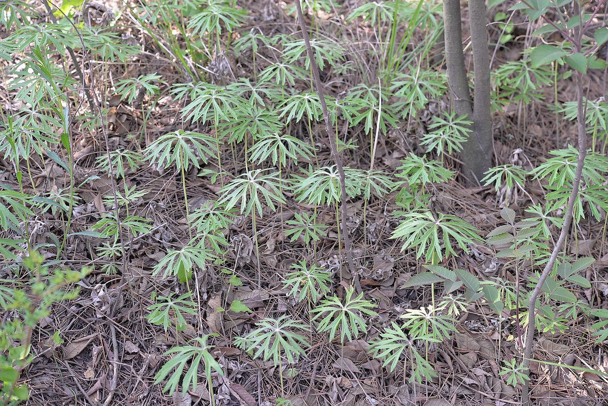 腰痛|农村一种似雨伞的野草，人称“一把伞”，老人却当做治腰痛良方