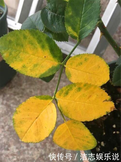 病虫害|盆栽月季黄叶4个“方法”解决，片片叶子绿，花儿开爆盆长势旺