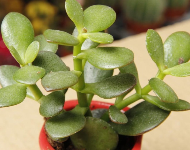 多肉玉树难养教你3个换盆妙招,养出枝叶繁茂、清新脱俗的玉树