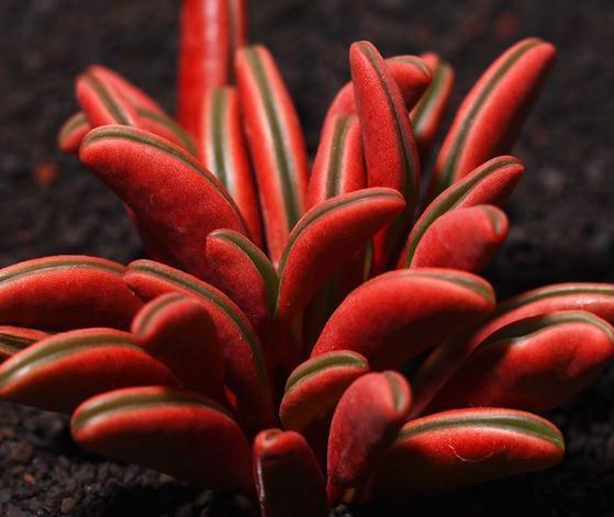 不管养啥多肉，拖出来“剪一刀”，叶片肥又亮，呼呼“肥3圈”