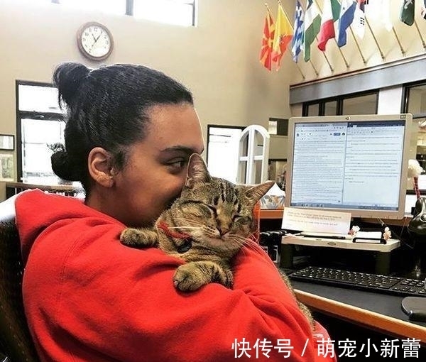 虎斑猫|大学聘请新图书管理员, 只卖萌不干活, 猫咪管理员吸引学生多读书