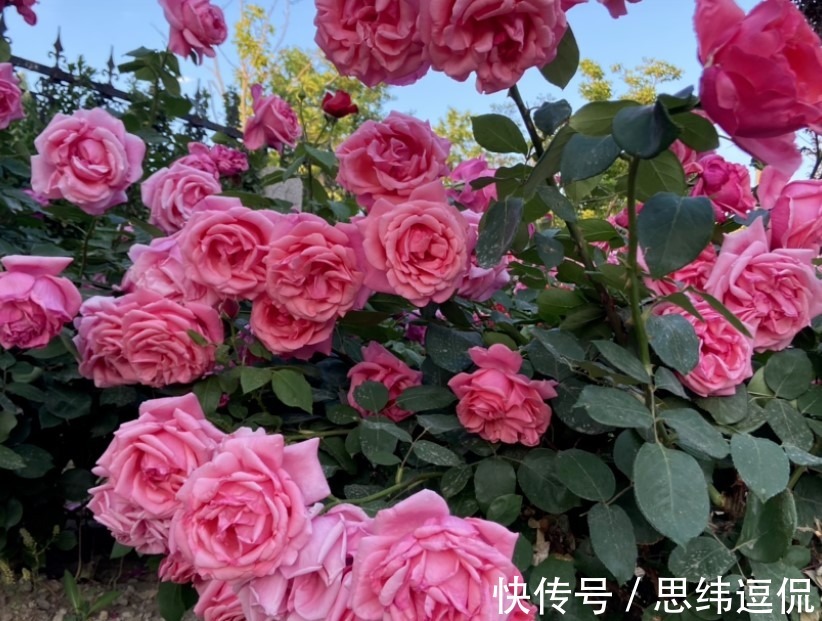 月季花|这两种花卉,花色极多,花朵有拳头那么大