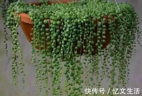 这些花卉比绿萝好看太多了，而且好养活爆盆快，后悔现在才看到！