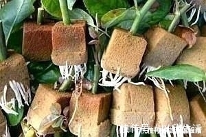 这5棵“树”太贵了，偷偷摘一截枝条就养活了，不用花钱买啦！