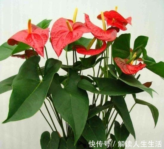 这6种“生财花”,夏季养家里,“浇水”要注意,否则黄叶、烂根!