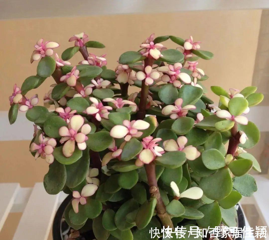 美观|马齿苋属多肉三种你分清了吗?一起认识一下吧,美观清丽又脱俗