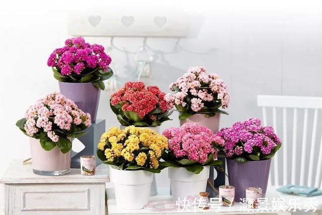 休眠|6种花淋雨就会“烂”,下雨最好放屋里,别忽视