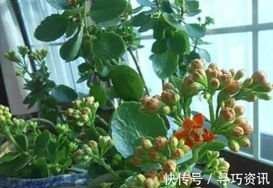茂盛|想要长寿多开花,一遮一浇一喷就搞掂,30天不管“窜”满盆!