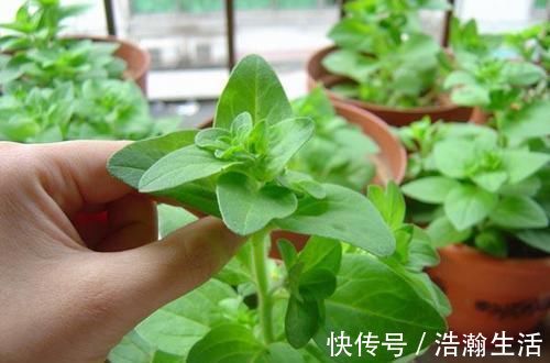 修剪|养花一定要戒掉的坏习惯，不然家里全是空花盆，啥花也养不好