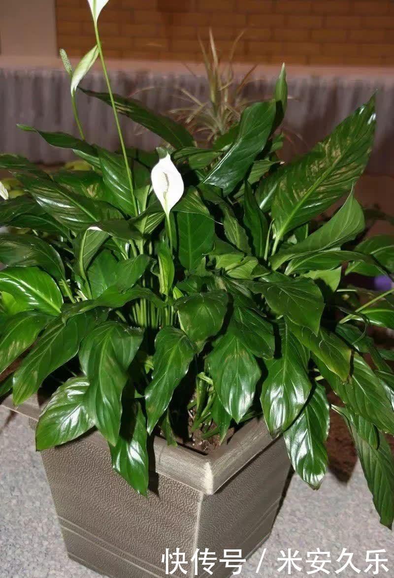 网纹草|室内养什么花好?这4种“耐阴花”,花叶俱美,很好养