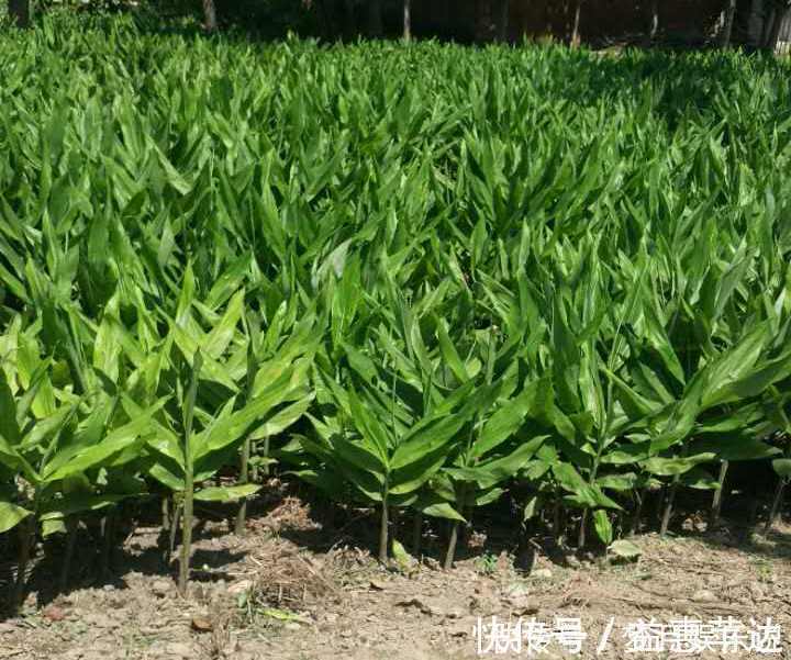 农民|年轻人无人吃,农民当成猪青料,国外稀少当成宝,其实价值很高