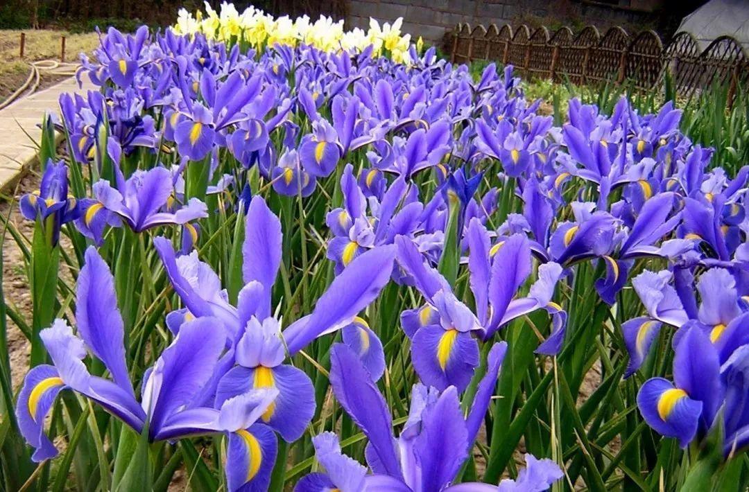 未来一个月,9种花就是抢手货,不养亏大了!