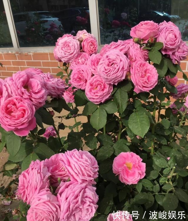 夏天|想要家里四季花开,这20种花,连续能开300天,完全不歇气