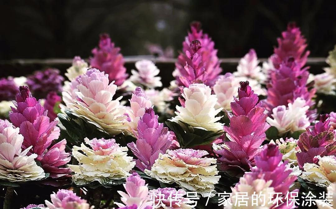 一年生|这14种花是一次性的,开完花就直接扔了吧,别浪费感情了