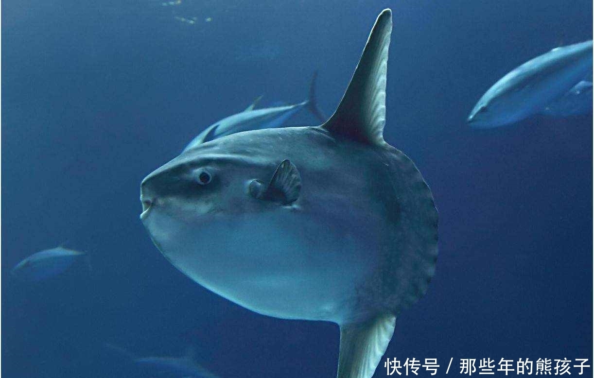 鱼卵怎么分辨有没有受精