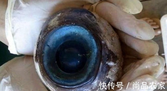 红宝石 有人在海边捡到钻石,更有人在海边捡到红宝石戒指