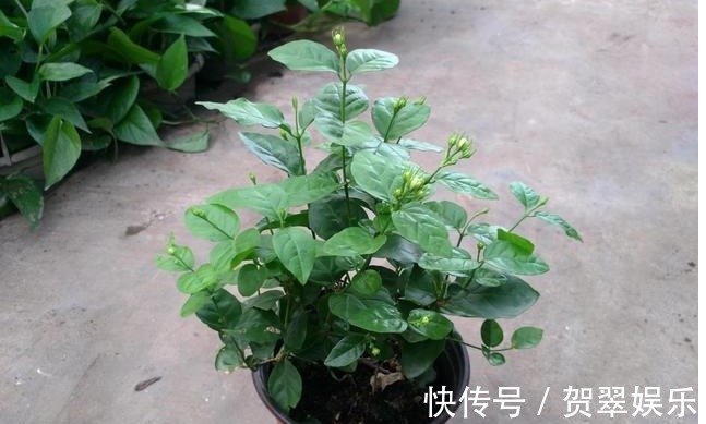 花香|靠简单的修剪与施肥,就能让你的盆栽茉莉多开花