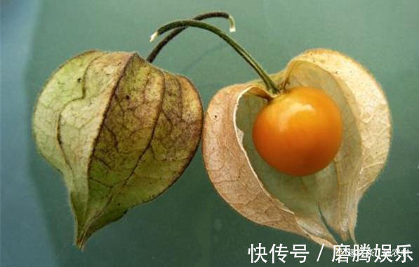 蛇莓|小时候常见又叫不上名的植物，终于知道叫啥了，太全了