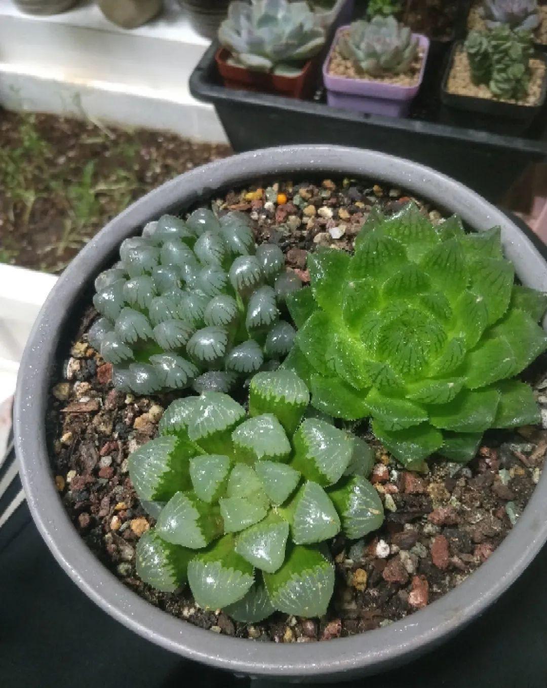 拿它一捂，长寿蟹爪兰嗖嗖冒花苞，多肉呼呼胖三圈