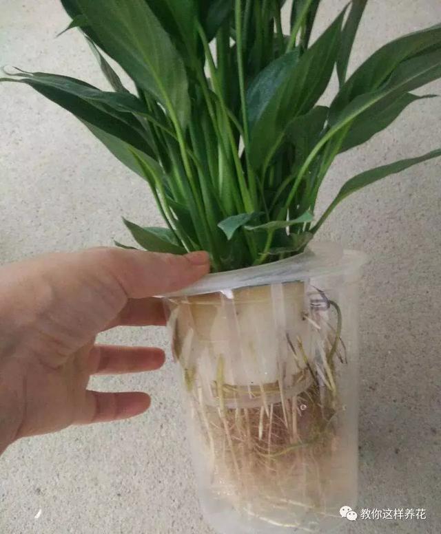 4种花别再种土里了,丢水里更好养,还更漂亮!