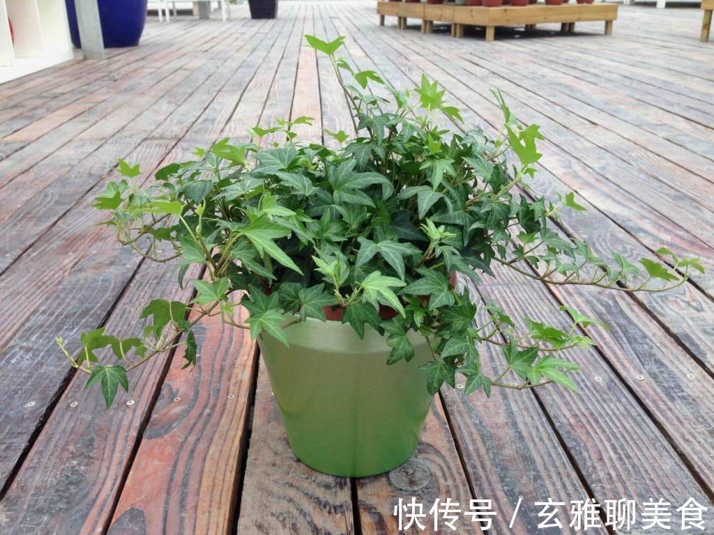 叶色|适合吊起来养的植物,养几盆,家里美成花海