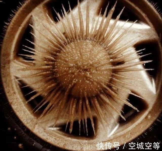 高尔夫球场#30张“活久未见”的照片:被闪电击中的木头,好像一副国画