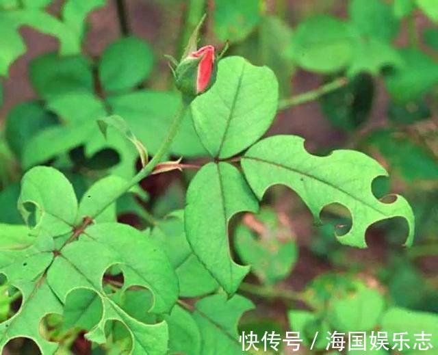 遮阳网|抵不住高温花卉全死了，那就剪成“秃秃花”，1个月又重新长爆盆