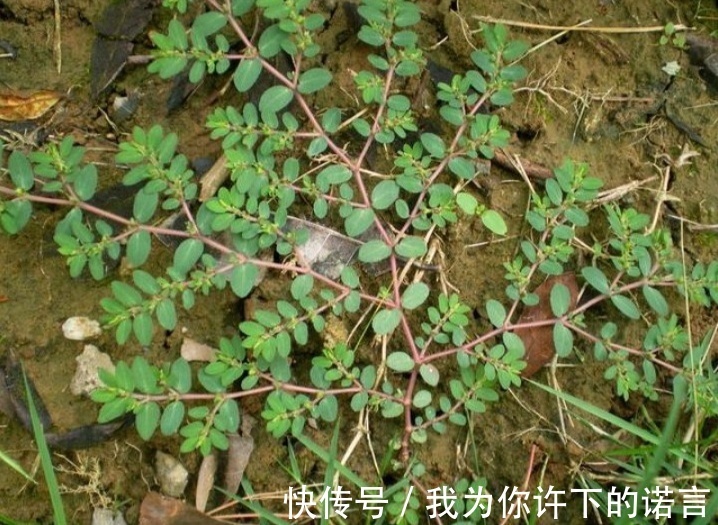 采摘|农村常见的奶草是“宝贝”,辨清不要与马齿苋混淆,误吃多了不好