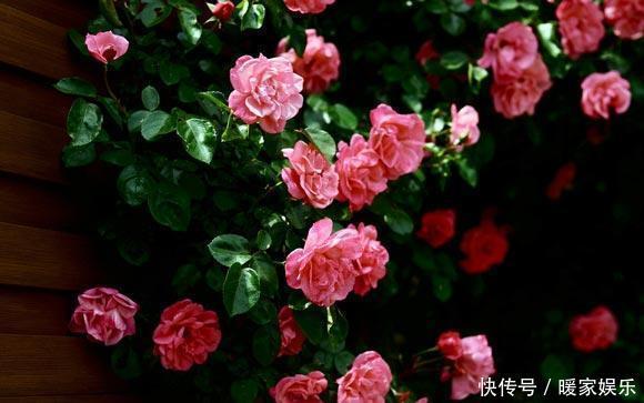 七里香|最适合夏天养的花,水浇够了,满盆开出小白花!