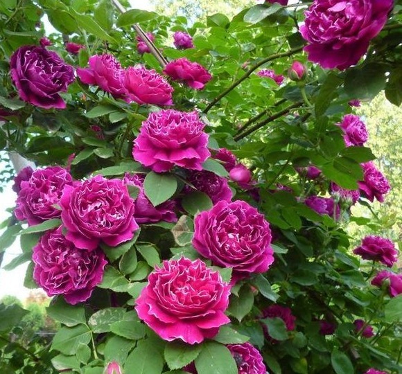 分枝|月季寿命有多少年养的时间越久长的越差，开花又少又小怎么办