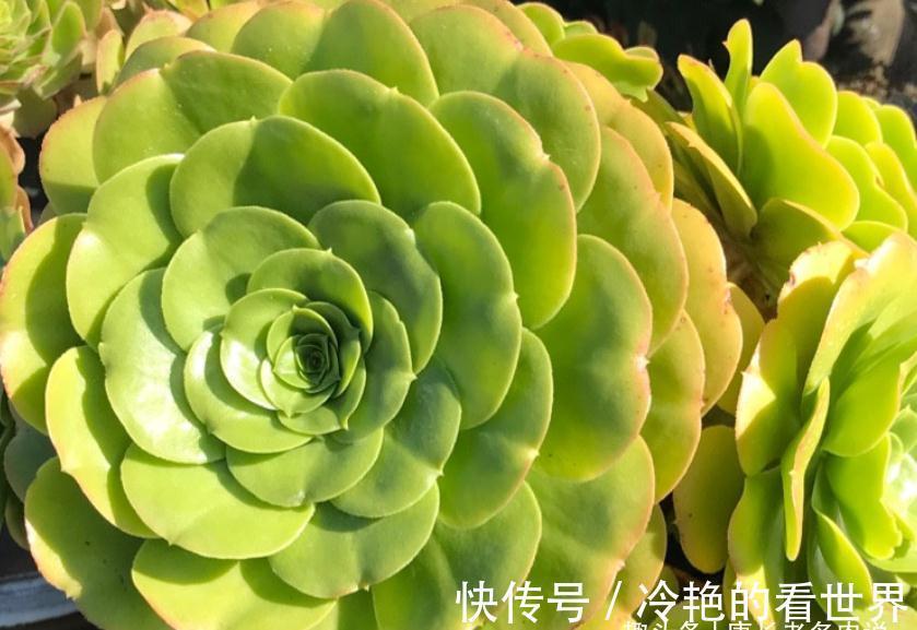 法师|多肉八尺镜和绿羊绒法师，一个叶片平滑如镜，一个聚拢后形似玫瑰