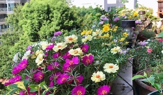 有院子一定要养“2种”花，剪1根枝条“沾土就活”，变成小花园！