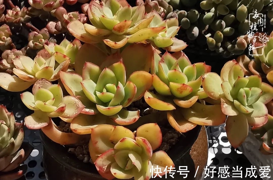 治愈之“肉”:愿所有的养肉人都被这些“胖子们”治愈