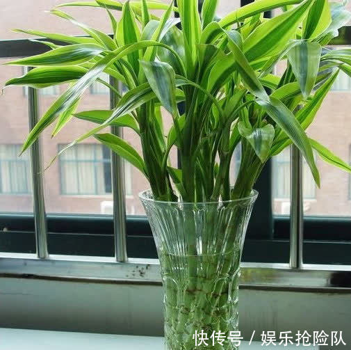 富贵竹|秋季养花选什么合适?这4种,搁置的地方合适轻松养好