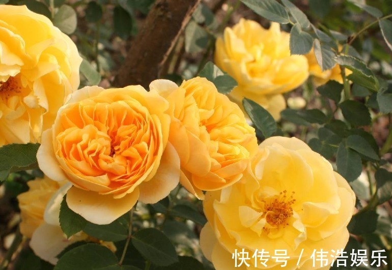 蓝妖|月季花杜鹃花栀子花总是养不活教你一招,连开3个月!