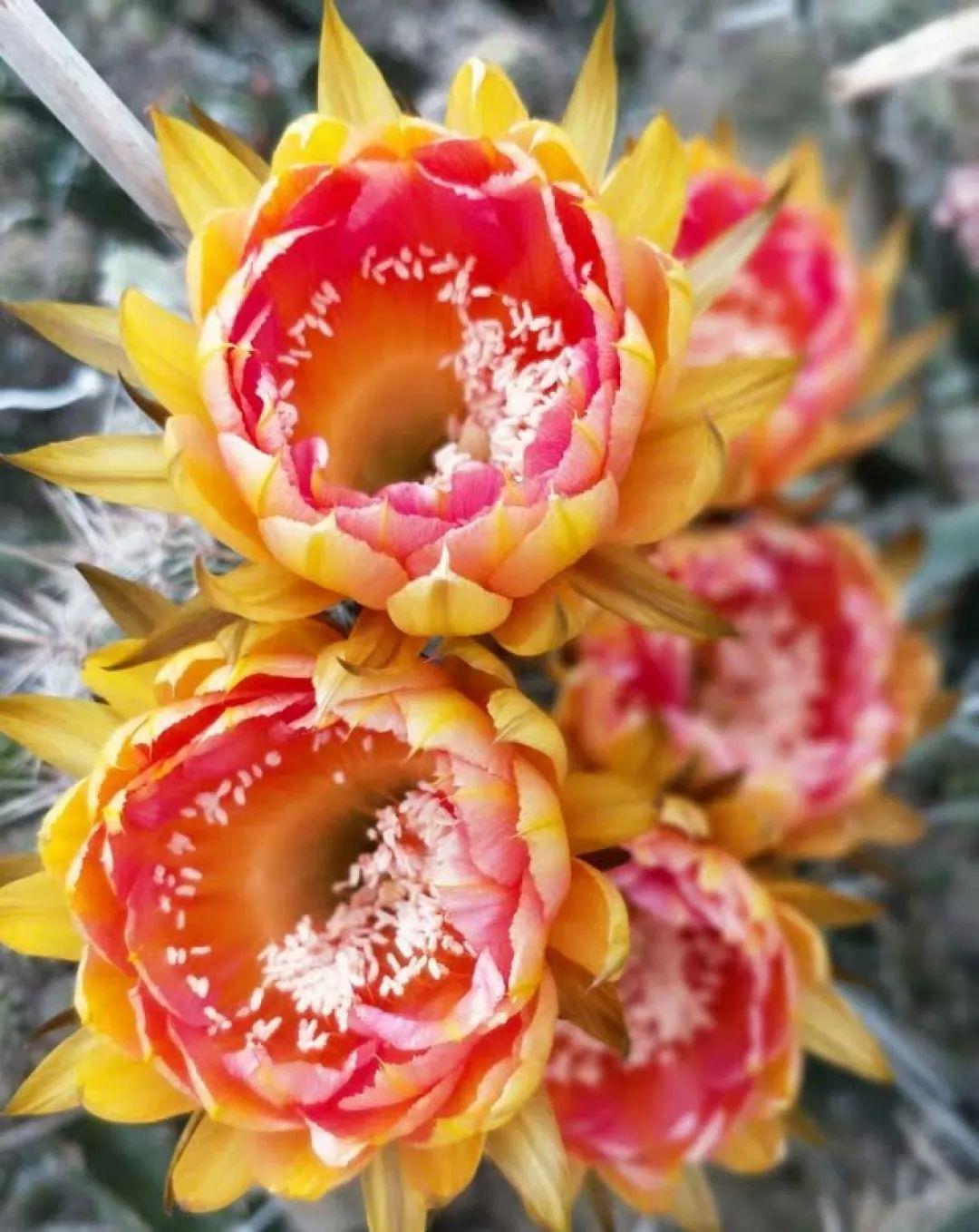 家里养盆它，挂窗边垂下2米绿窗帘，一开花更美！