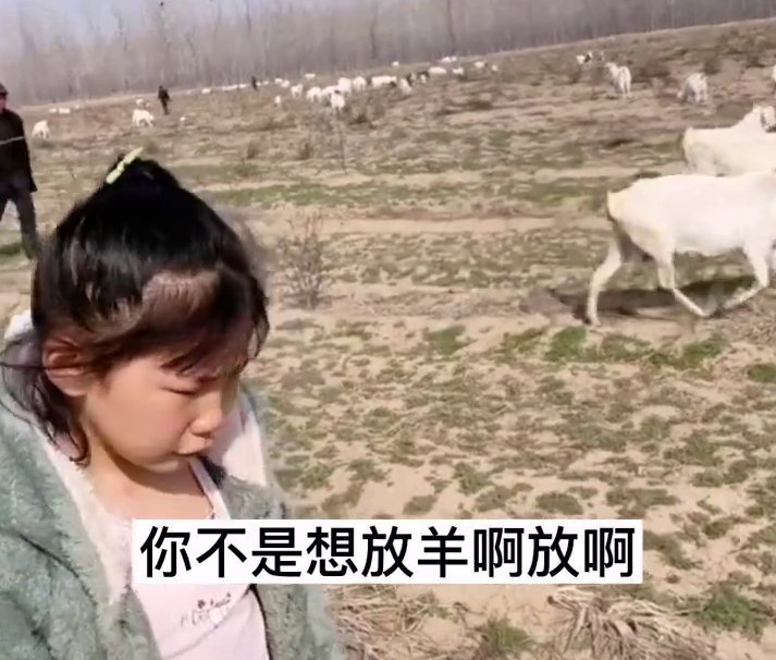 小姑娘|小姑娘不想写作业想放羊,妈妈带她去放一群羊,结局亮了!