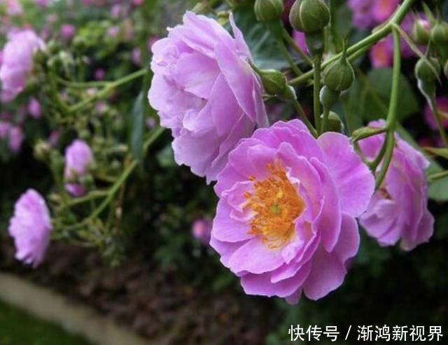 花友们|“沾土”就生根的1种花，夏天扦插2盆，9天“冒根系”，长势快