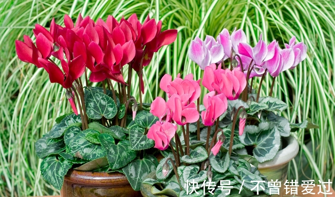 在家就能制作的养花肥水,制作方法简单,肥效好