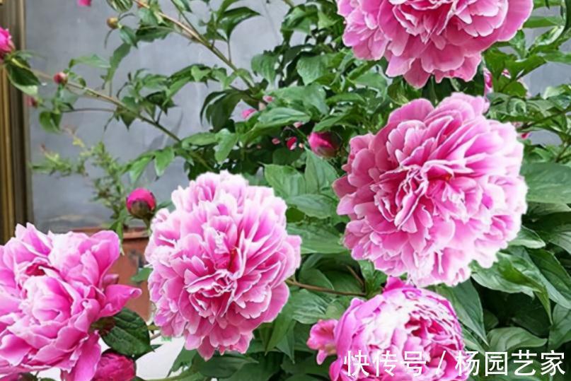 秋天养花怕出现“空盆”？做好4件事，植株有精神，枝叶绿