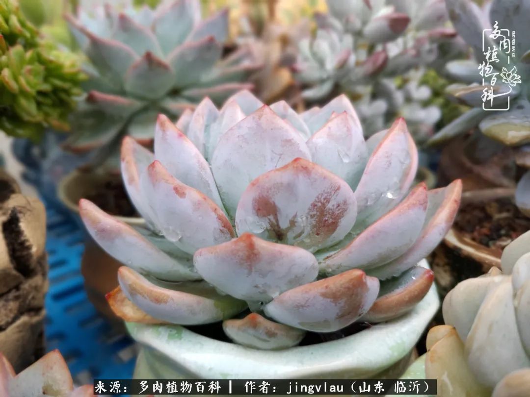 花月|多肉露养度夏,没遮阳没遮雨,有惊无险!