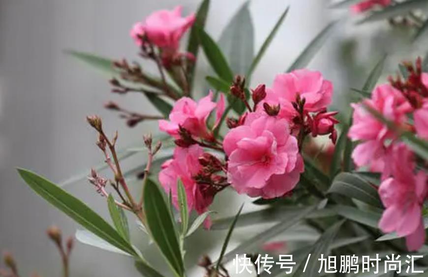 6种“娇艳”花，汁液剧毒，家里有的赶紧搬出去，你家养了几种？