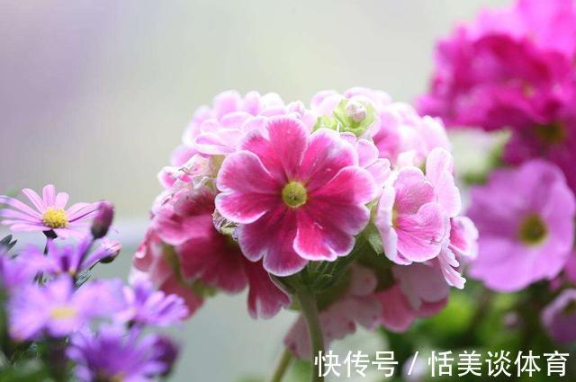 几种花养家里,好养又漂亮,漂亮花朵,寓意吉祥美极了