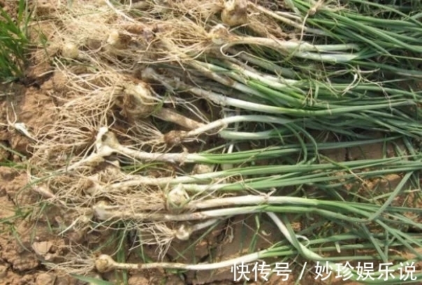 野菜|农村“似蒜非蒜”的野菜，实质上为名贵药材，不要傻傻的拿来吃了