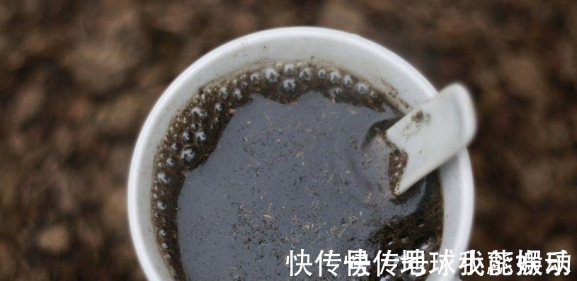 肥效性|养花时,盆底铺上30粒“它”,比鸡蛋清、骨渣都管用,养啥爆啥!