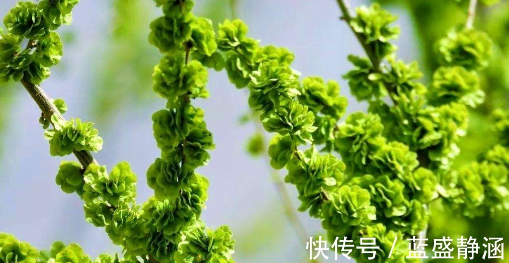 西兰花|不论男女,晚饭一定端上它,清肠排便,口臭便秘通通消失,瘦得快!